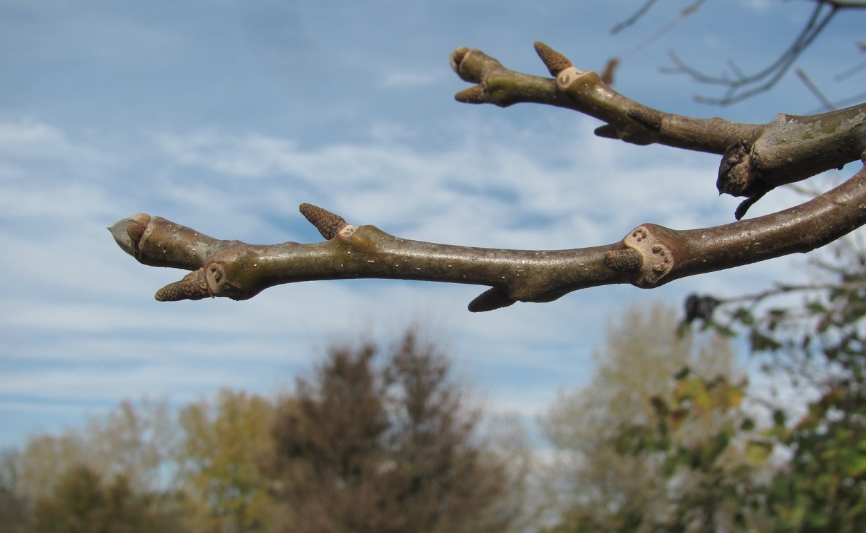 Image of Juglans regia specimen.