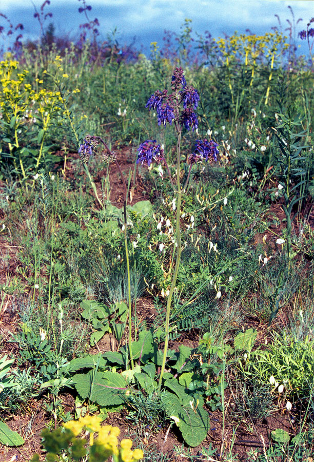 Image of Salvia nutans specimen.