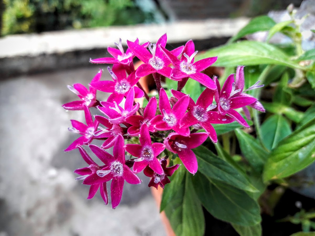 Image of Pentas lanceolata specimen.