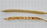 Image of taxon representative. Author is Анна Малыхина