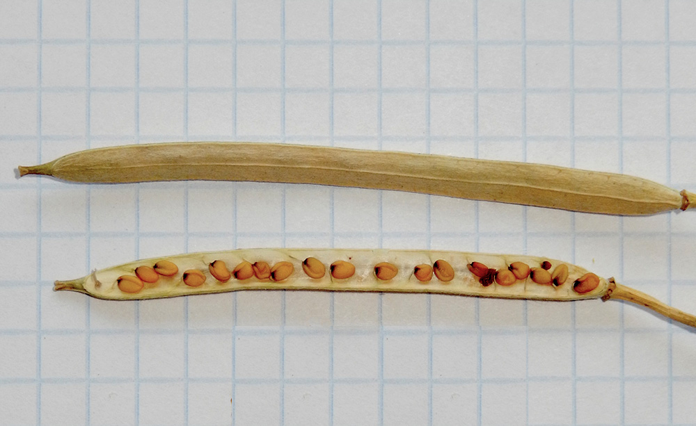 Image of Cheiranthus cheiri specimen.