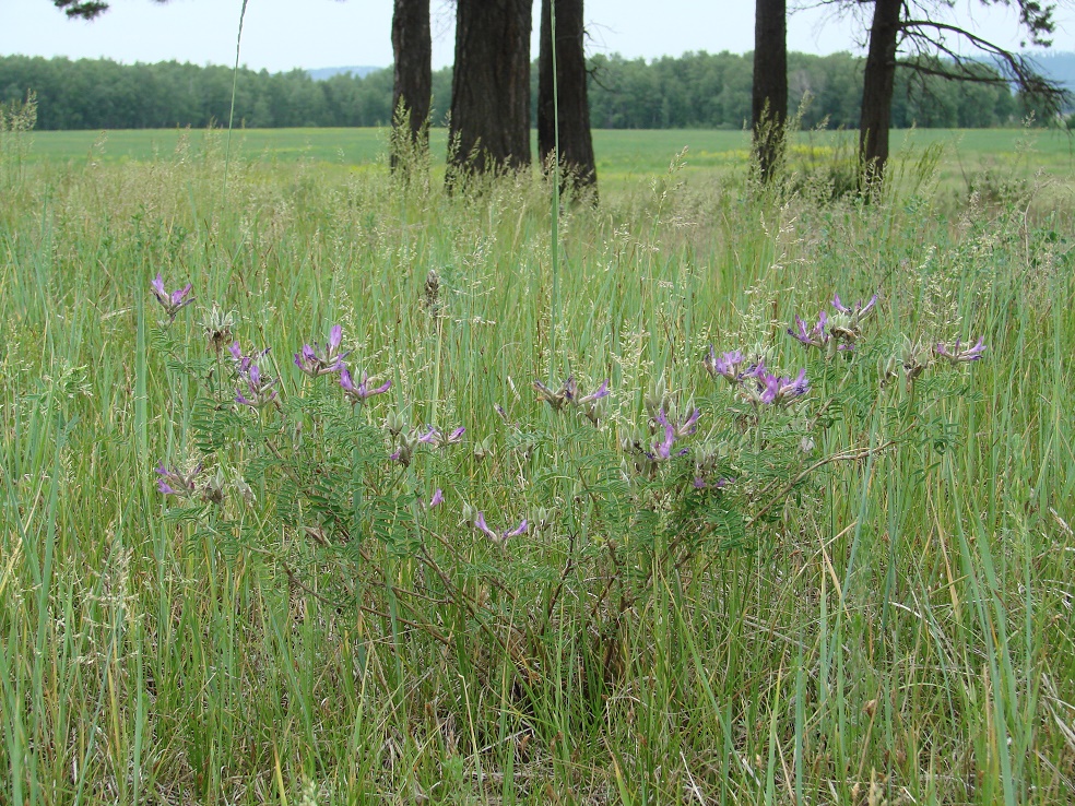Image of Astragalus suffruticosus specimen.