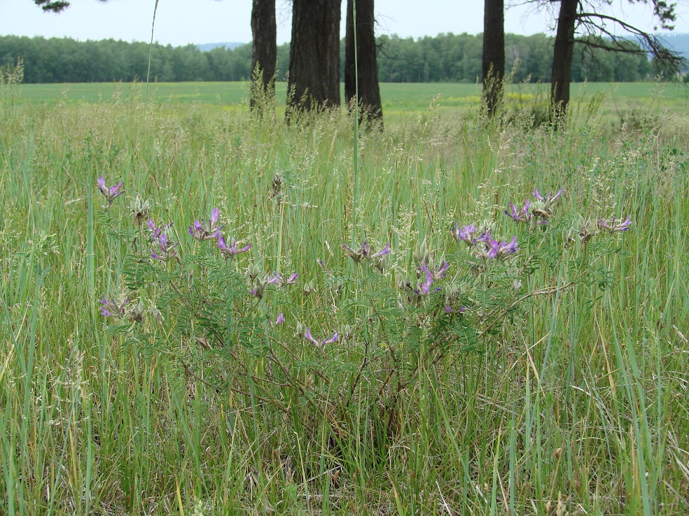 Изображение особи Astragalus suffruticosus.