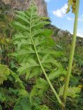 Senecio othonnae