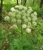 Angelica sylvestris