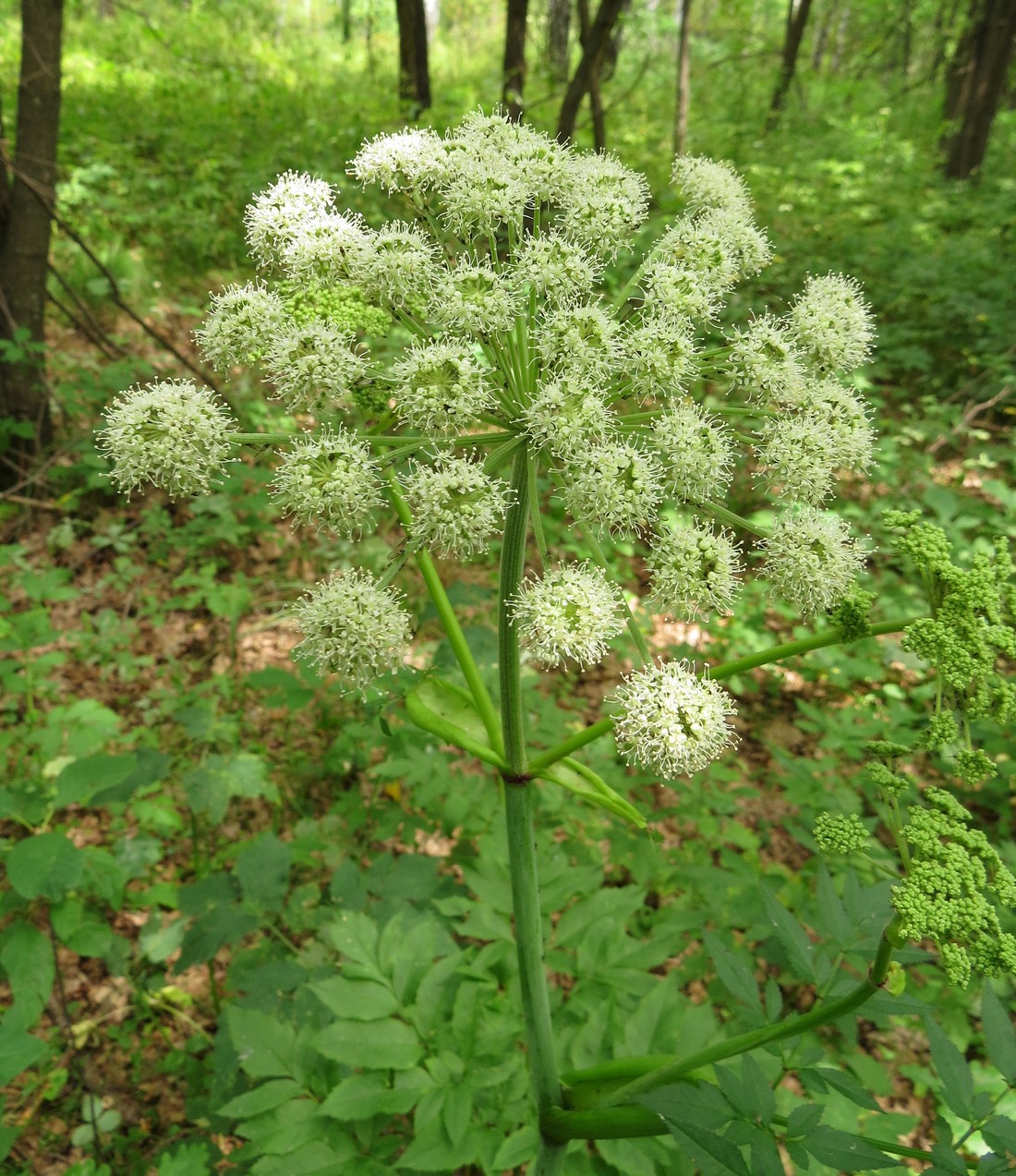 Image of Angelica sylvestris specimen.