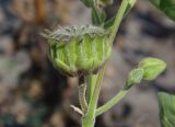 Abutilon theophrasti