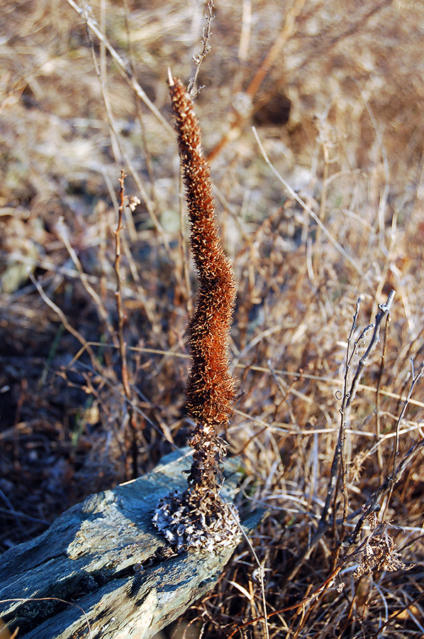 Image of Orostachys spinosa specimen.