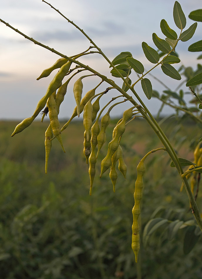 Image of Sophora flavescens specimen.