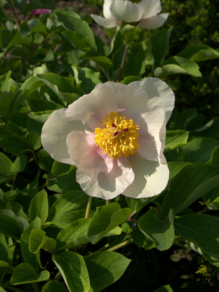 Изображение особи Paeonia &times; chamaeleon.