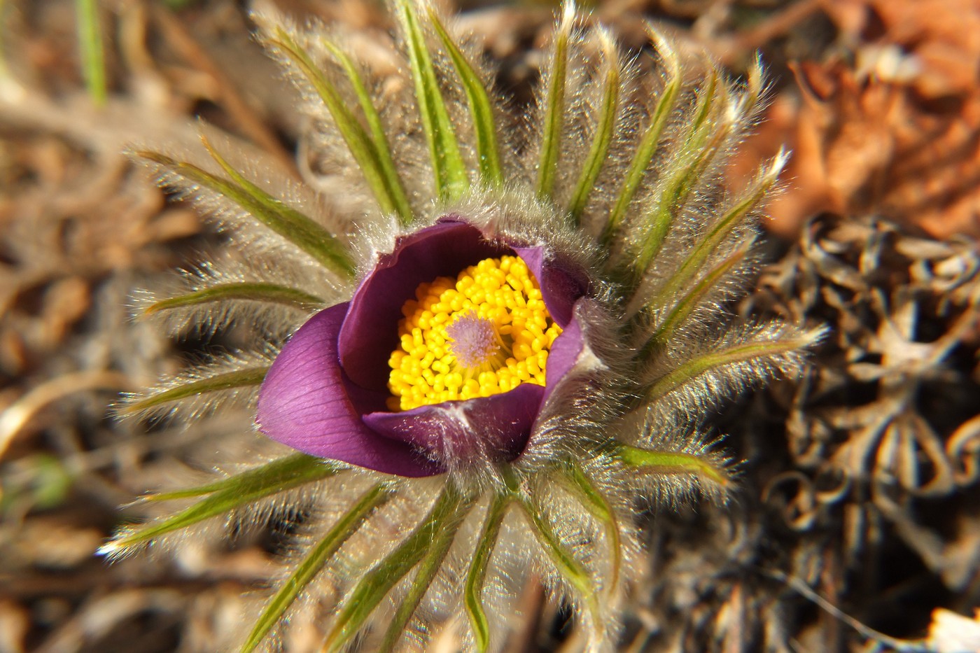 Изображение особи Pulsatilla multifida.