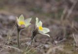 Pulsatilla patens