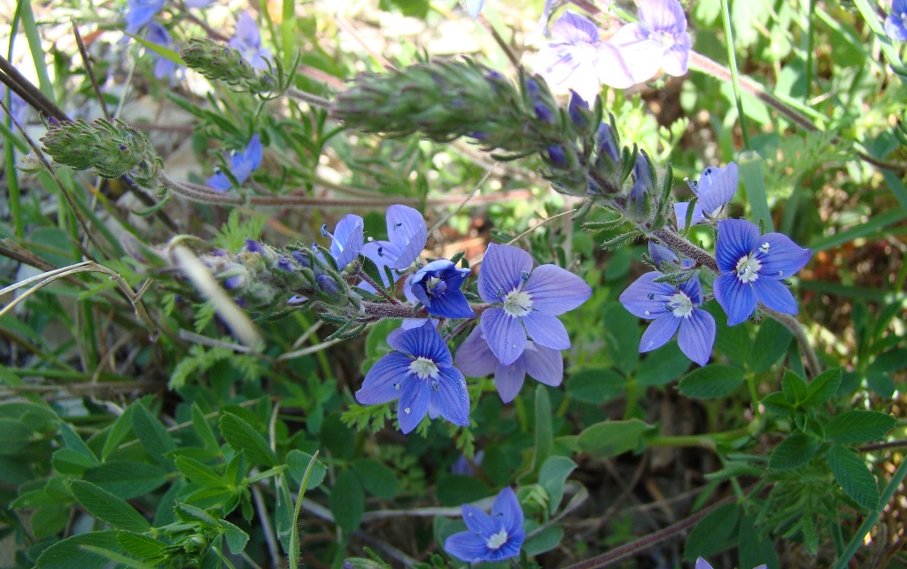 Изображение особи Veronica multifida.