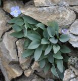 Omphalodes luciliae subspecies scopulorum