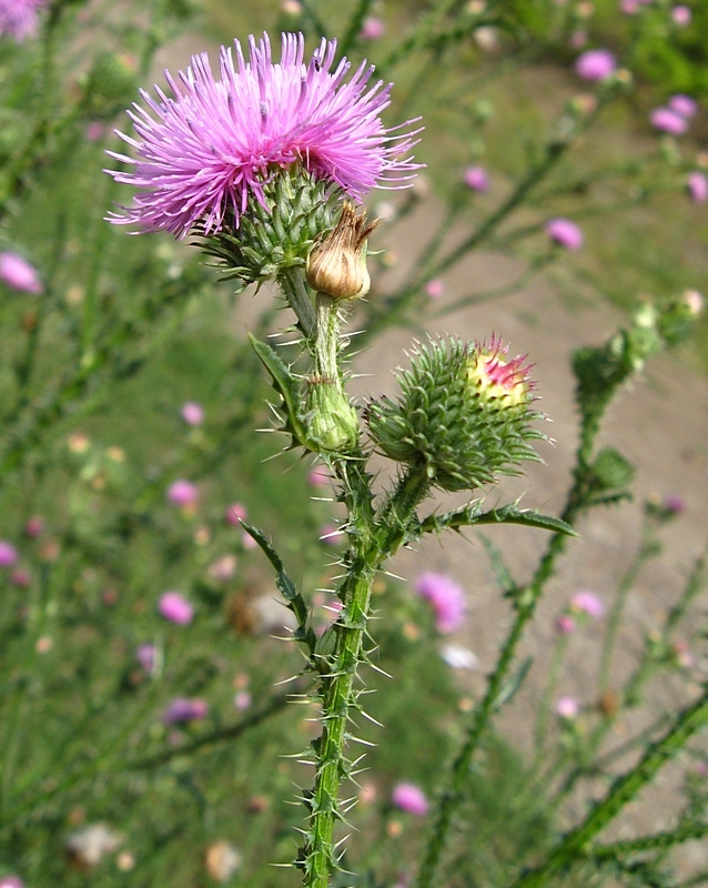 Image of Carduus acanthoides specimen.