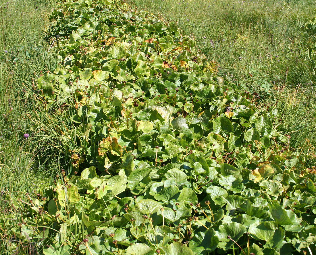 Изображение особи Caltha palustris.