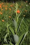 Veratrum dahuricum. Верхушка побега с нераскрывшимися цветками. Амурская обл., Магдагачинский р-н, окр. пос. Магдагачи, сырой луг вдоль берега водохранилища (р. Горчаки). 30.06.2016.