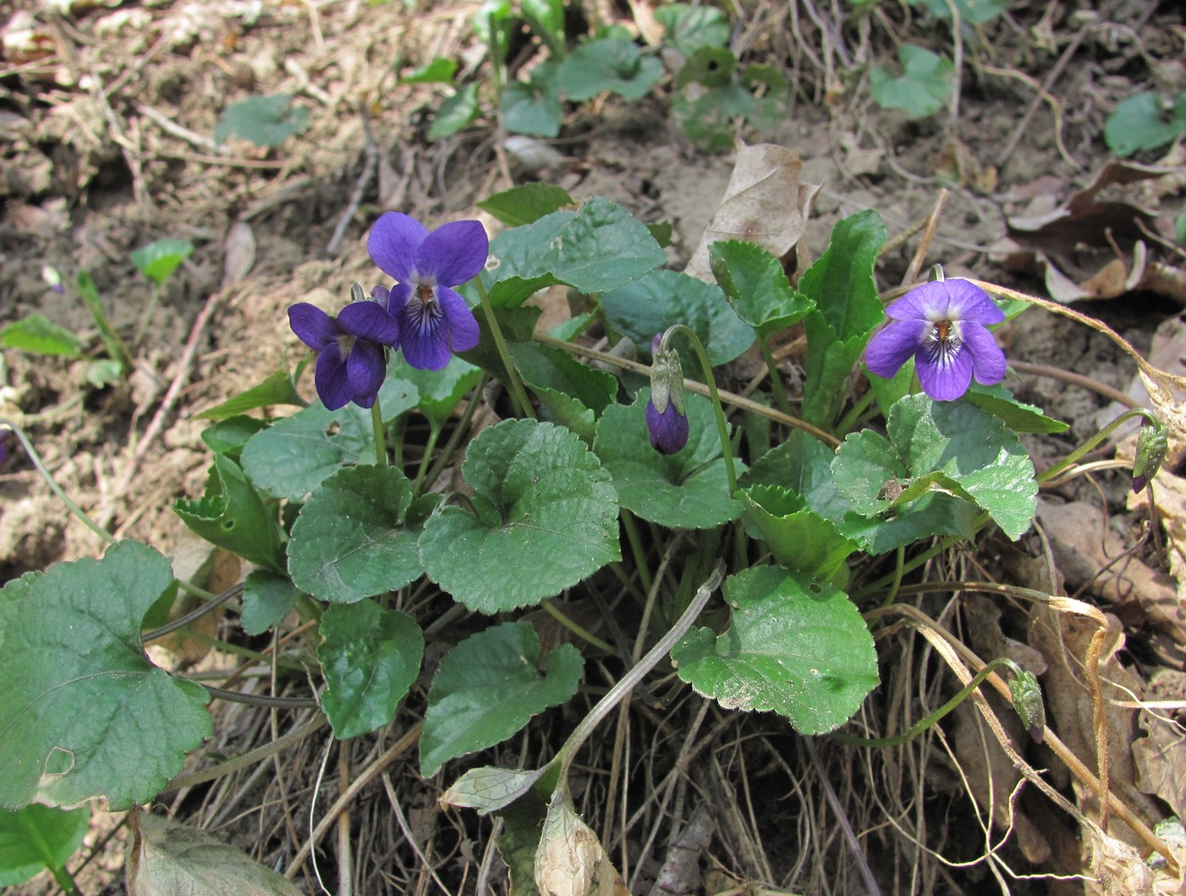 Image of Viola dehnhardtii specimen.