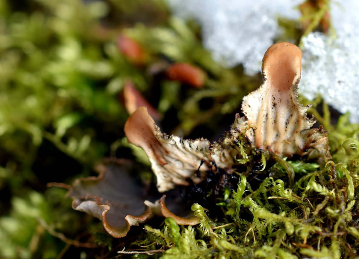 Image of Peltigera rufescens specimen.