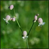 Oberna behen. Соцветие. Республика Татарстан, Верхнеуслонский район, 28.06.2008.