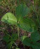 Fragaria × ananassa. Листья. Ростовская обл., окр. г. Азов, под кустарниками. 05.05.2017.