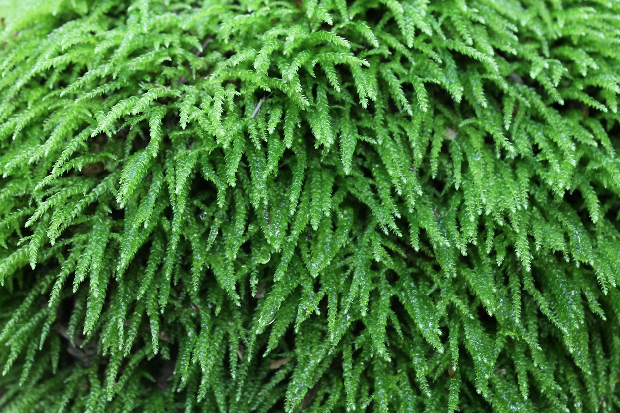 Image of Brachythecium rivulare specimen.