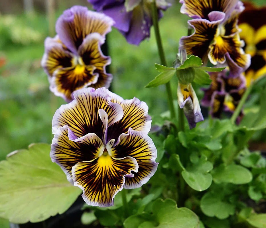 Image of Viola wittrockiana specimen.