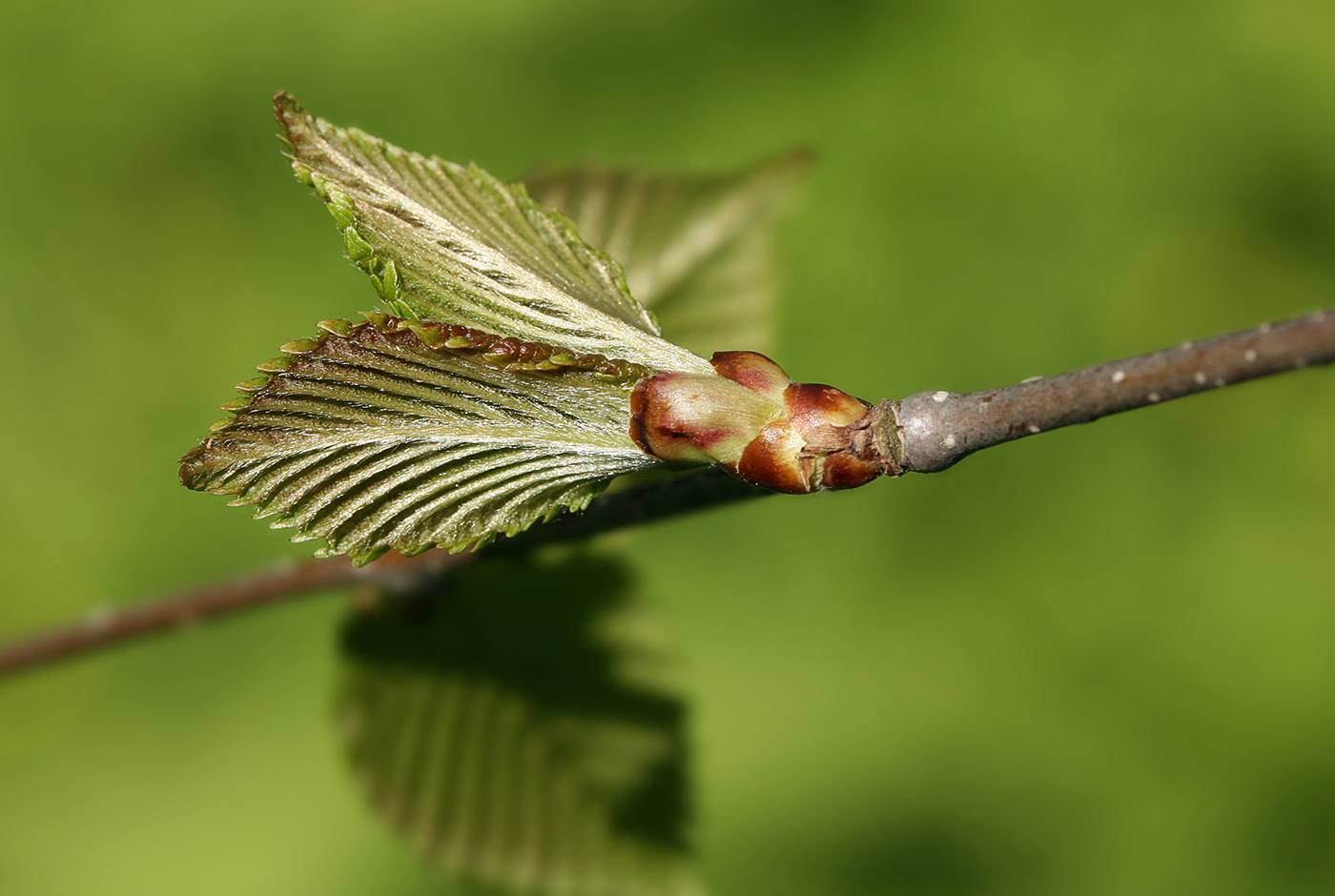 Изображение особи Betula alleghaniensis.