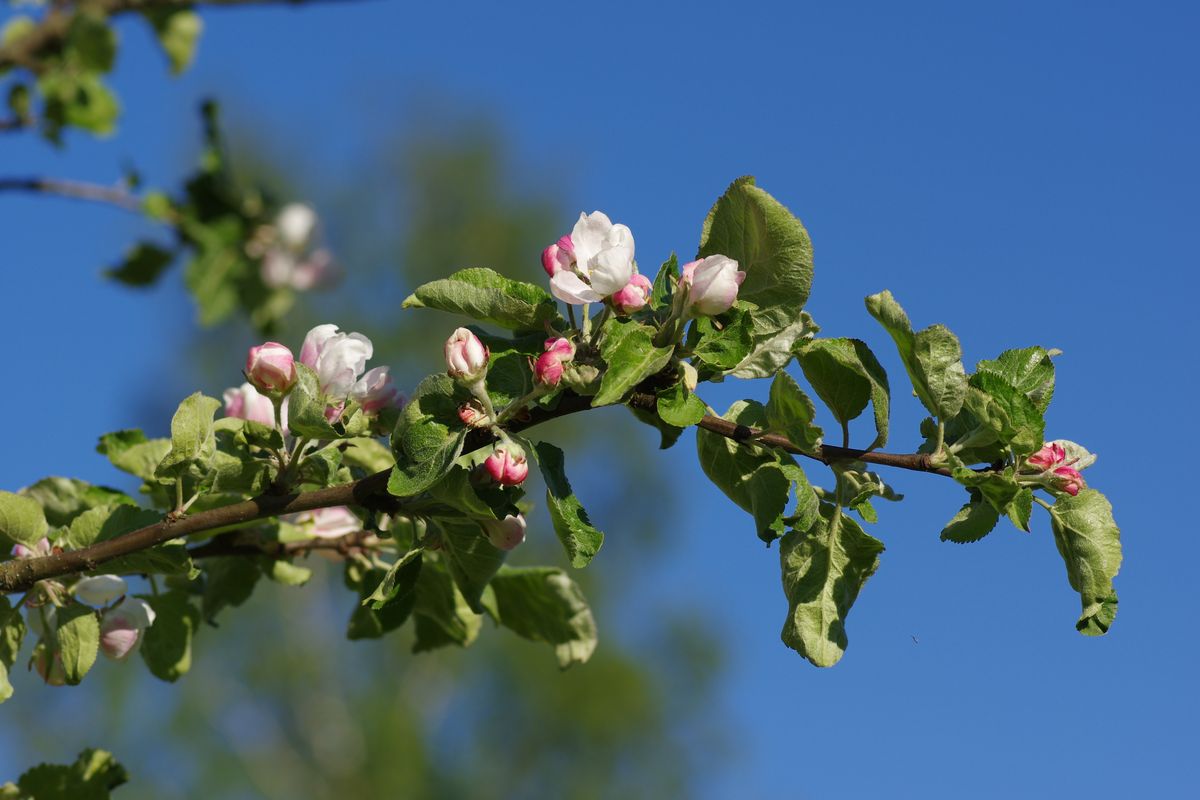 Изображение особи Malus domestica.