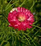 Bellis perennis. Молодое соцветие с опавшими яблоневыми лепестками. Пермский край, г. Пермь, Кировский р-н, садовый участок, в культуре. 18 июня 2017 г.