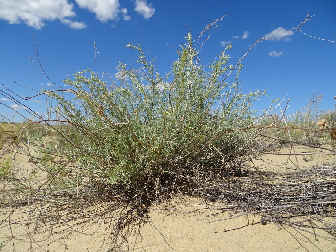 Изображение особи Artemisia tomentella.