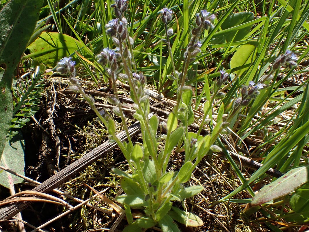 Image of Myosotis micrantha specimen.