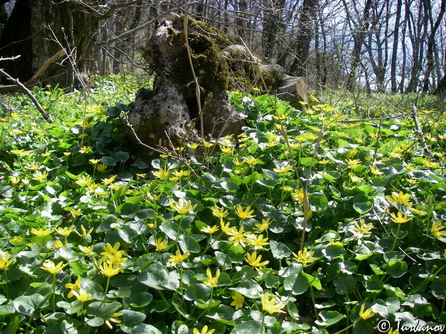 Изображение особи Ficaria calthifolia.