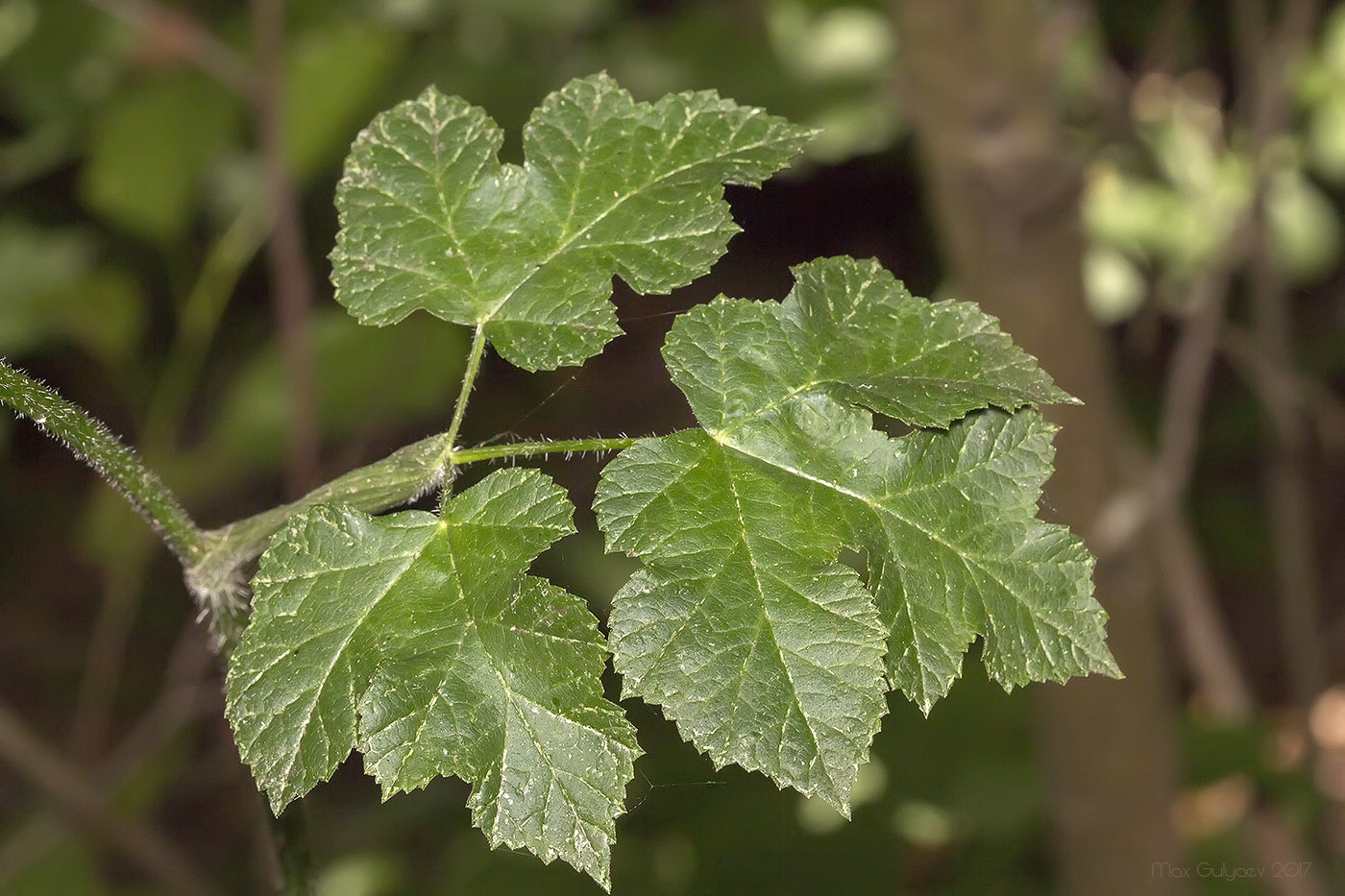 Image of Heracleum sibiricum specimen.
