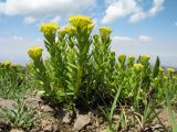 Rhodiola kirilowii. Цветущее растение. Южный Казахстан, Таласский Алатау, запов. Аксу-Жабаглы, урочище Каскабулак, выс. 3200 м н.у.м., моренные отложения. 16 июля 2017 г.