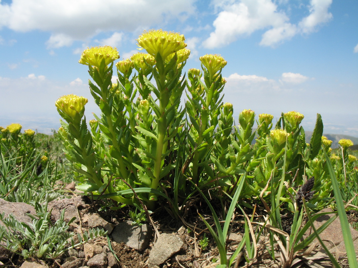 Изображение особи Rhodiola kirilowii.