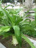 Crinum asiaticum