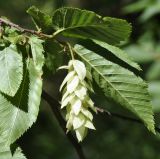 Ostrya carpinifolia