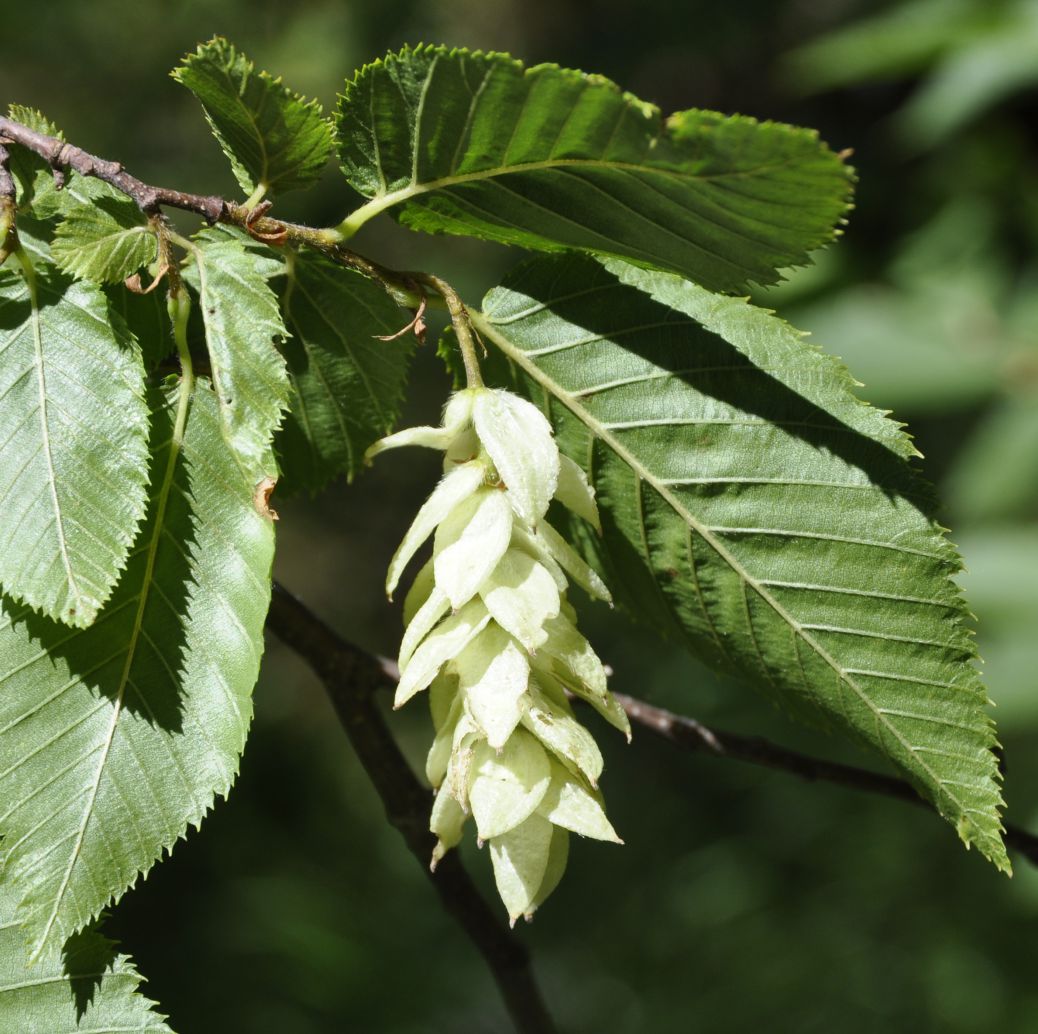 Изображение особи Ostrya carpinifolia.