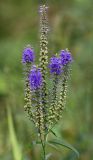 Veronica longifolia