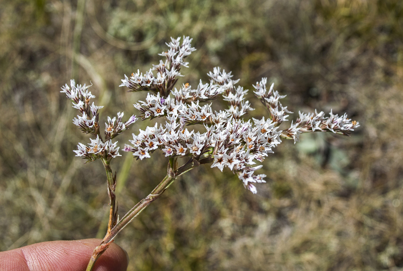 Изображение особи Goniolimon platypterum.