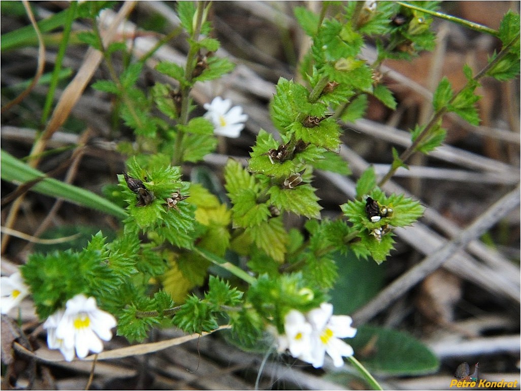 Изображение особи Euphrasia rostkoviana.