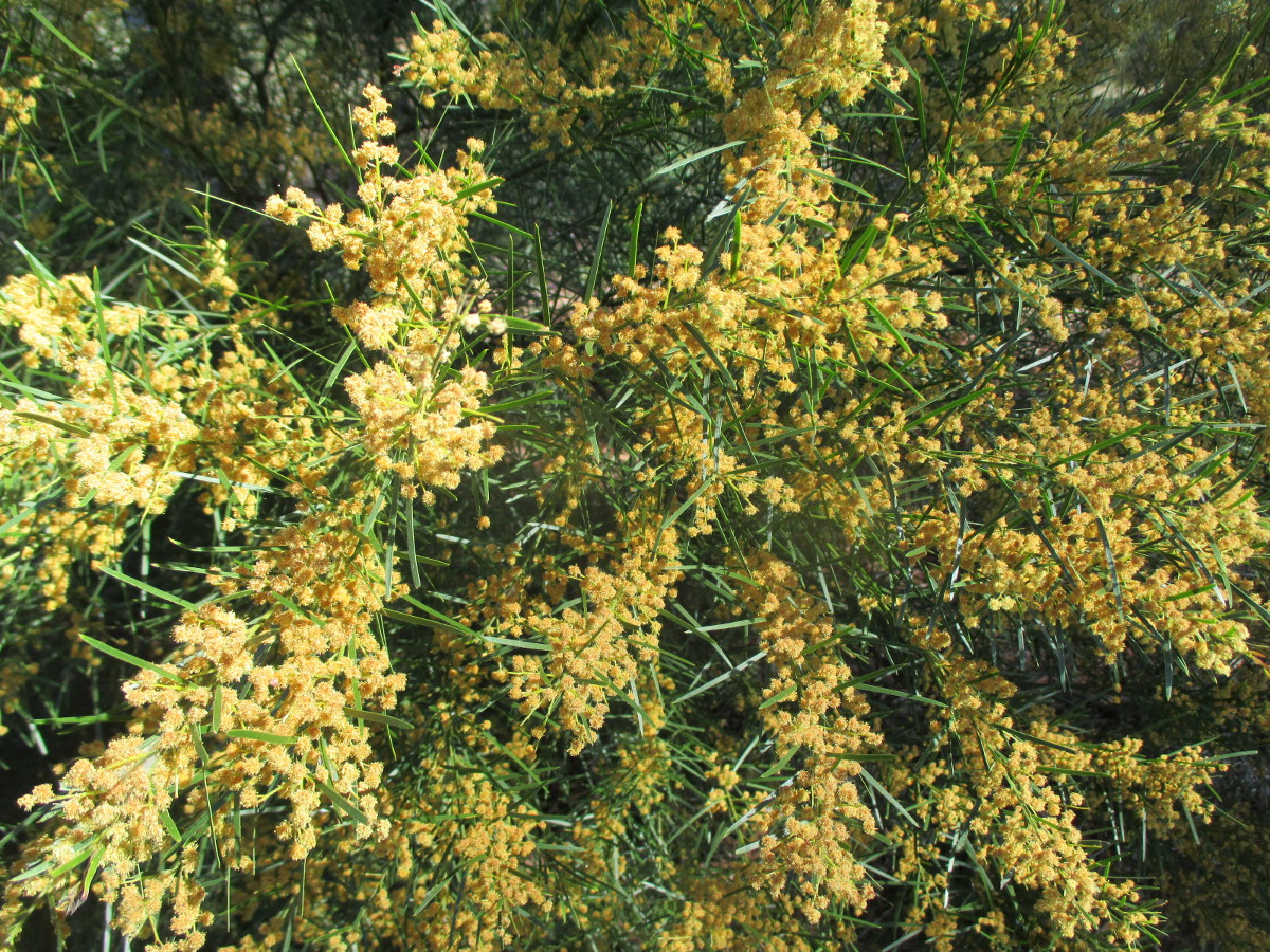Изображение особи Acacia fimbriata.