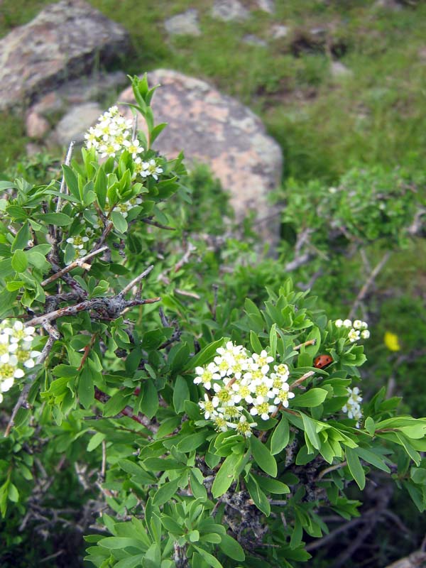 Изображение особи Spiraea hypericifolia.