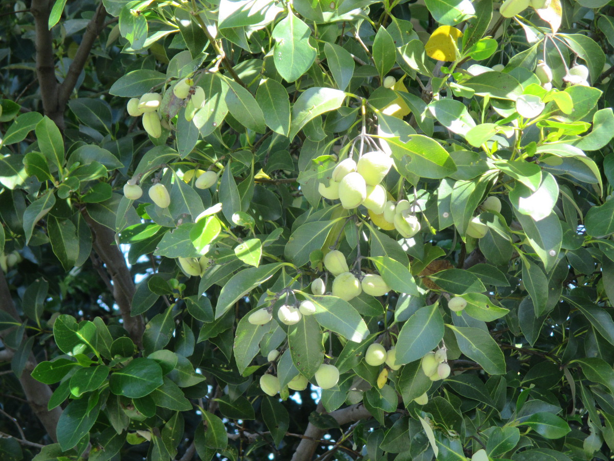 Image of Avicennia marina specimen.