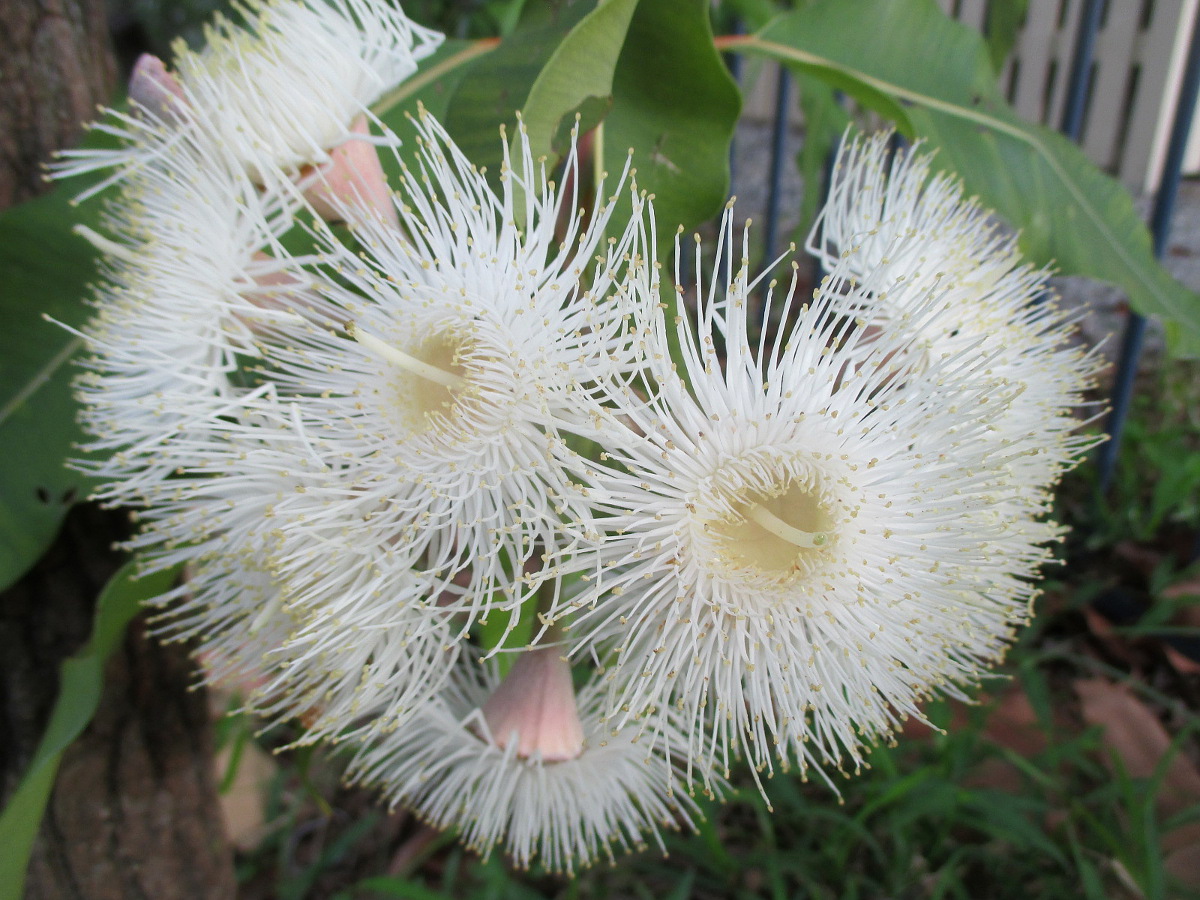 Image of Corymbia ficifolia specimen.