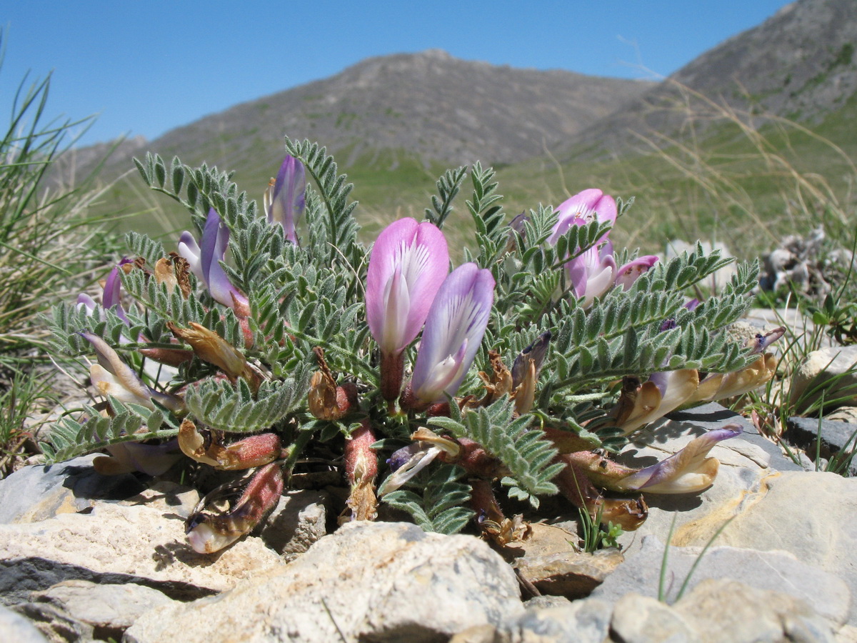 Image of Astragalus popovii specimen.