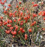 Ephedra distachya