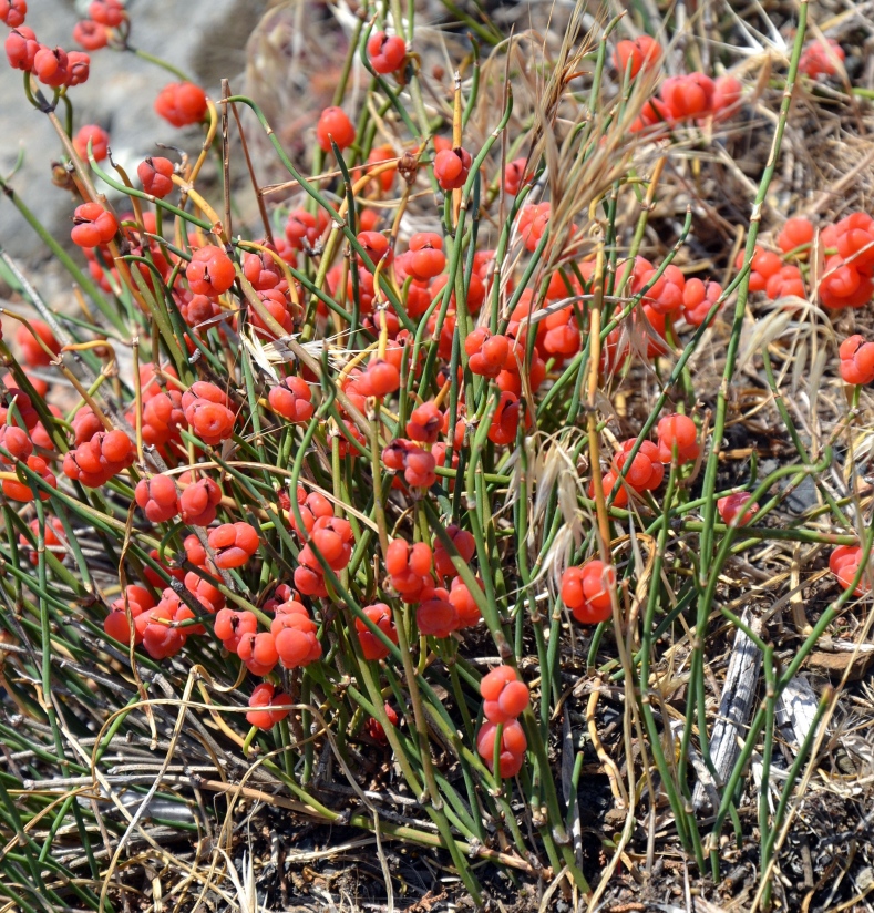 Изображение особи Ephedra distachya.