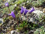 Campanula chamissonis. Цветущее растение. Магаданская обл., окр. г. Магадан, п-ов Старицкого, сопка над бухтой Светлой, кустарничково-лишайниковая каменистая тундра. 12.07.2017.